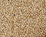 Silberhirse Naturbelassen 1000 gr.