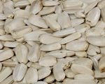 Sonnenblumenkerne weiss - Ägypten  1000 gr.