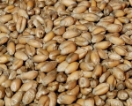 Weizen - Bio   hochkeimfähig  1000 gr.