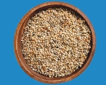 Zebrafinken &    Japan.  Mövchen      1000 gr.
